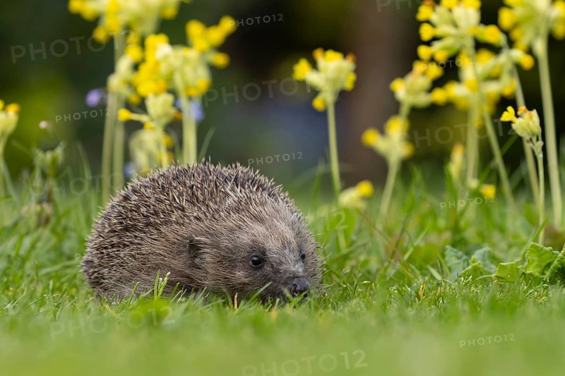 European hedgehog (Erinaceus europaeus) adult animal on an urban garden grass lawn in the spring with flowering Cowslip plants, England, United Kingdom, Europe