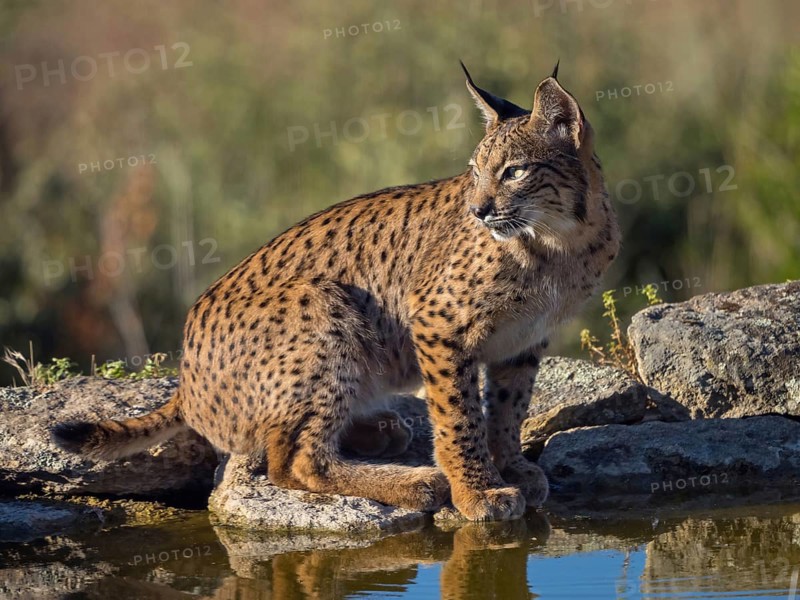 Iberian lynx (Lynx pardinus), drinking water at the waterhole, Hides De Calera / Lynx Hide, Calera Y Chozas, Castilla La Mancha / Toledo, Spain, Europe