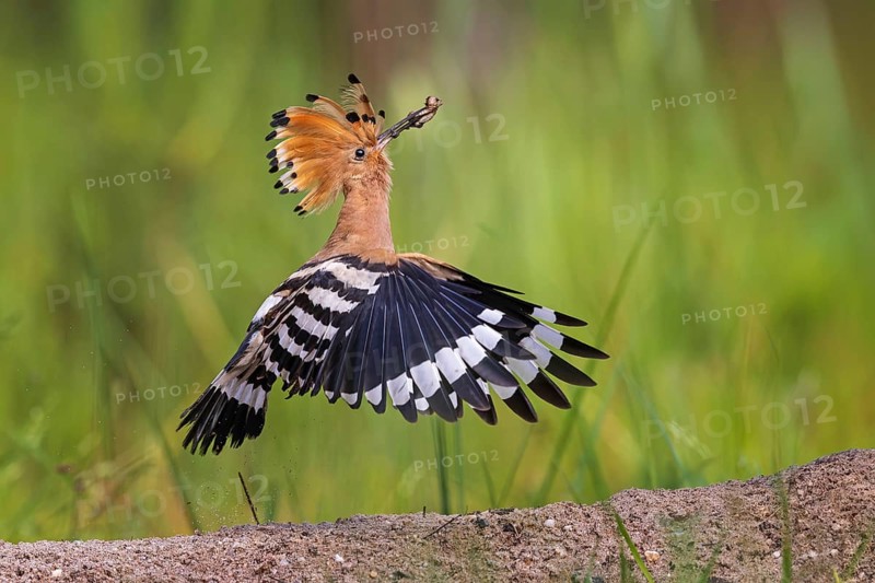 Hoopoe (Upupa epops) Bird of the Year 2022, male with beetle larva as prey, foraging, canopy erected, flying, close to the ground, Middle Elbe Biosphere Reserve, Saxony-Anhalt, Germany, Europe