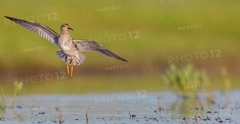 Ruff (Philomachus pugnax), female in flight, Narew, Bialystok, Podlasie, Poland, Europe
