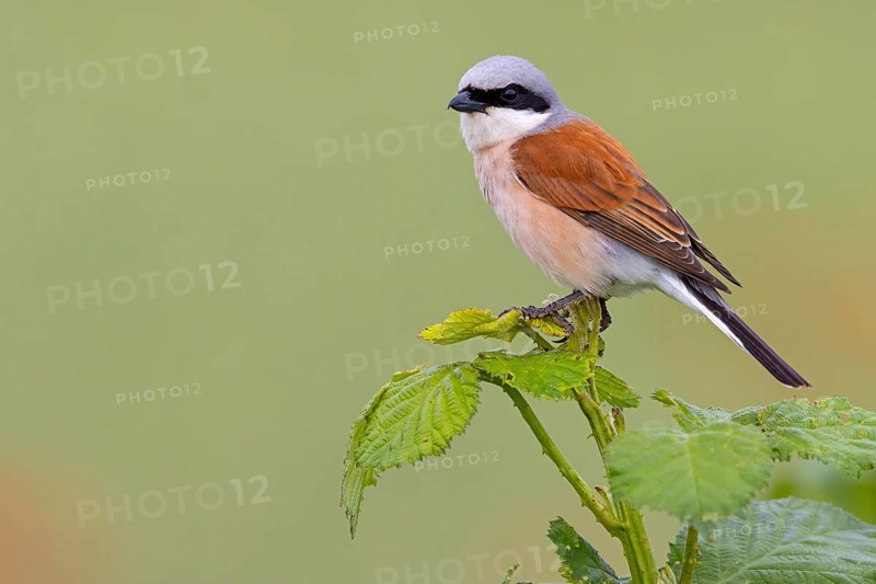 Red-backed shrike, red-backed shrike, thorn-backed shrike, family of shrikes, (Lanius collurio), male, Hockenheim, Baden-Württemberg, Germany, Europe