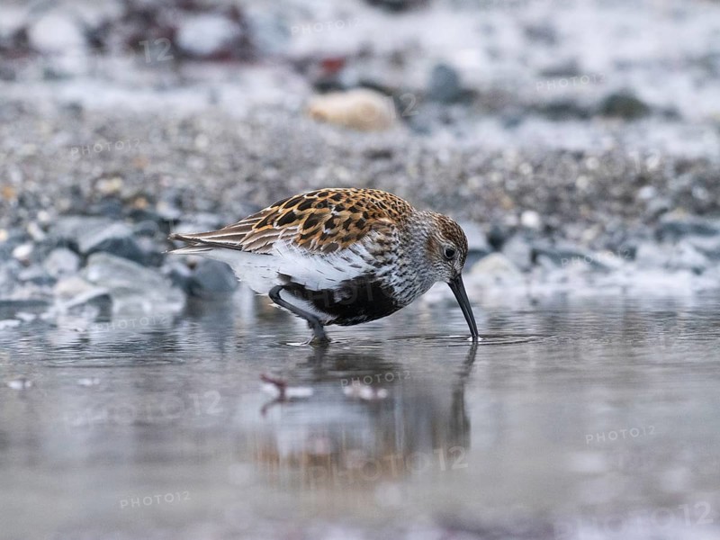 Dunlin (Calidris alpina) adult searching for food in a rock pool, at low tide, at midnight, May, Varangerfjord, Finnmark, Norway, Europe
