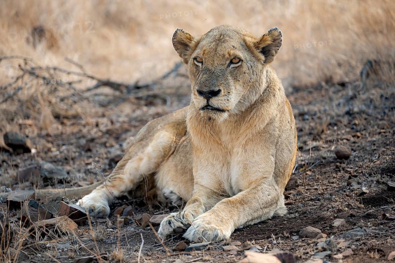 Lion (Panthera leo), adult female, lying down, African savannah, Kruger National Park, South Africa, Africa