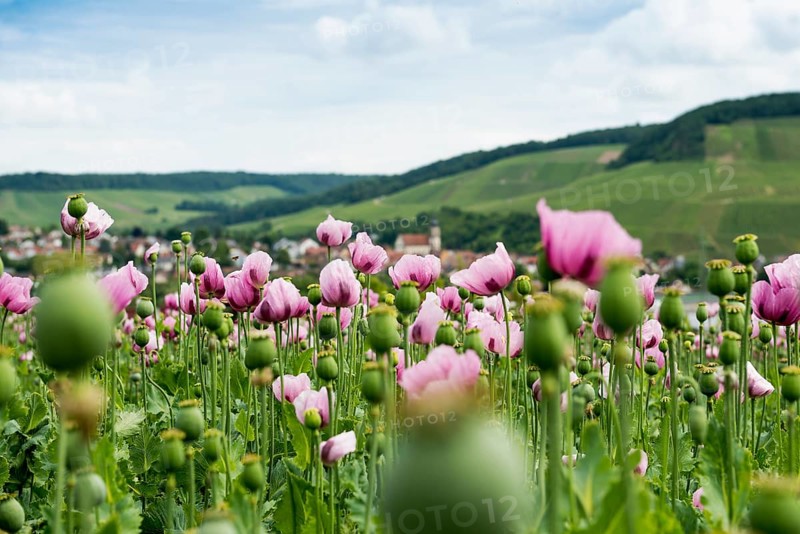 Opium poppy (Papaver somniferum), opium poppy field, Erlenbach, near Heilbronn, Baden-Württemberg, Germany, Europe