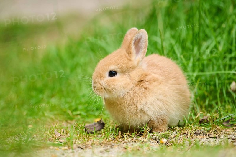 Domesticated rabbit (Oryctolagus cuniculus domesticus) cub on a meadow, Franconia, Bavaria, Germany, Europe