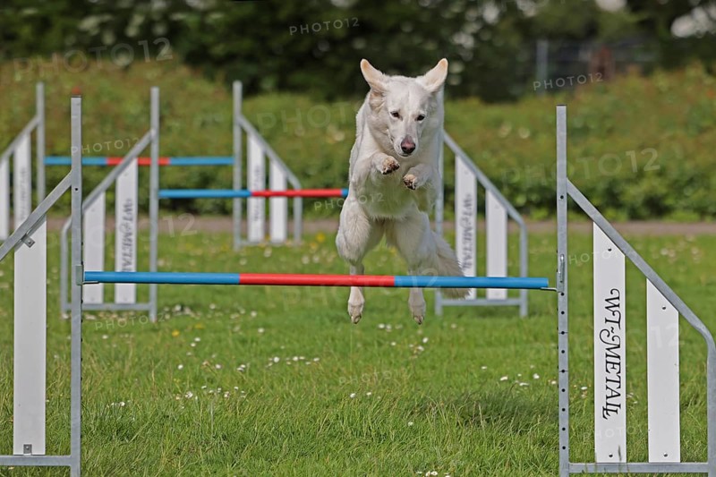 White Swiss Shepherd, Agility