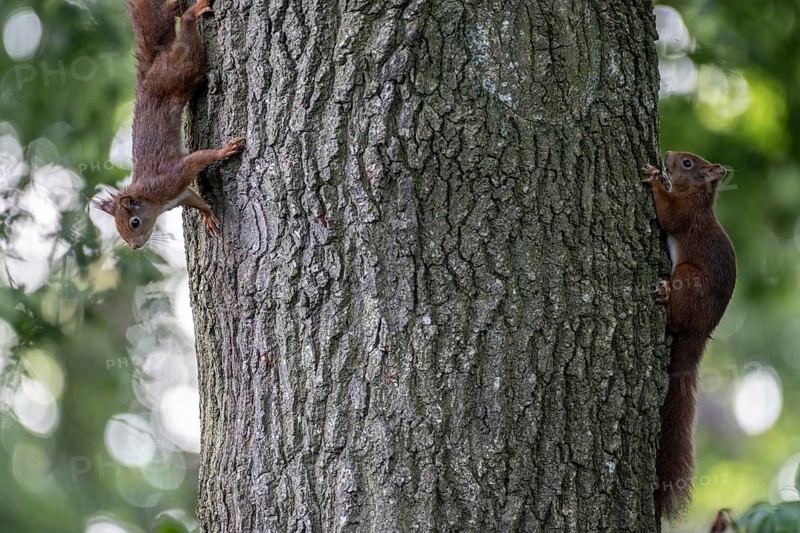 Eurasian red squirrel (Sciurus vulgaris), two animals on an oak tree, Emsland, Lower Saxony, Germany, Europe