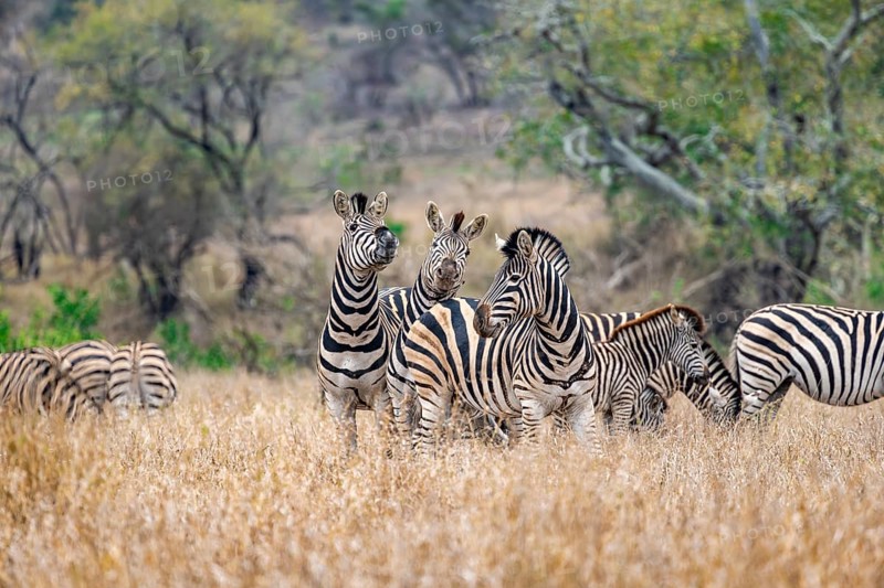 Plains zebras (Equus quagga), group in tall grass, Kruger National Park, South Africa, Africa