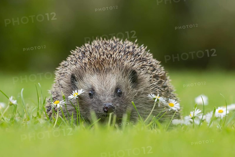 European hedgehog (Erinaceus europaeus) adult animal on a garden grass lawn with flowering daisy flowers in the summer, Suffolk, England, United Kingdom, Europe