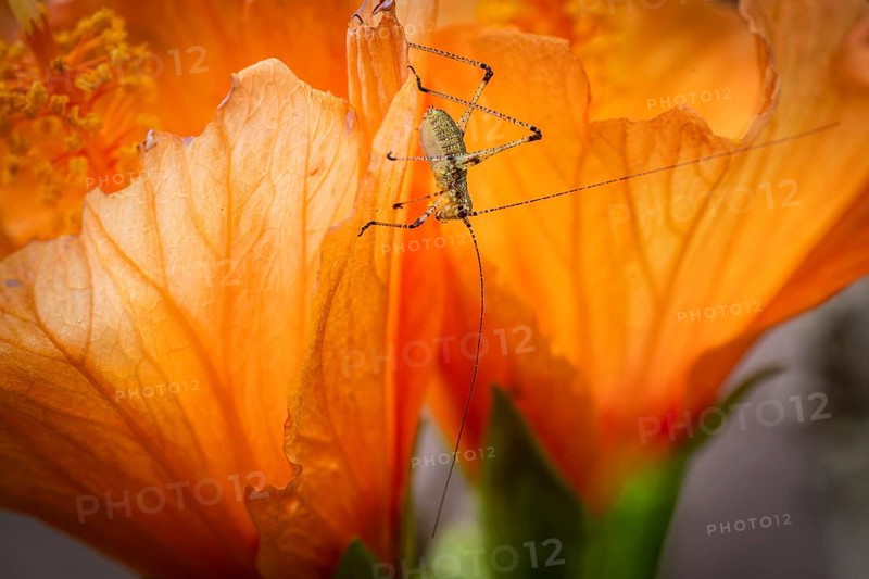 Grasshopper on hibiscus or marshmallow flower (Hibiscus), Baden-Württemberg, Germany, Europe