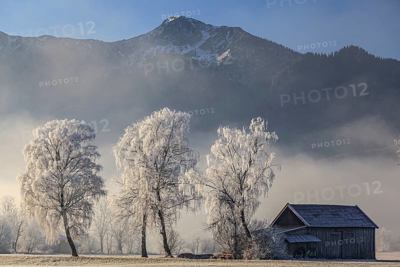 Birch trees with hoarfrost, hut in front of mountains, winter, Loisach-Lake Kochel moor, view of Heimgarten, Alpine foothills, Upper Bavaria, Bavaria, Germany, Europe