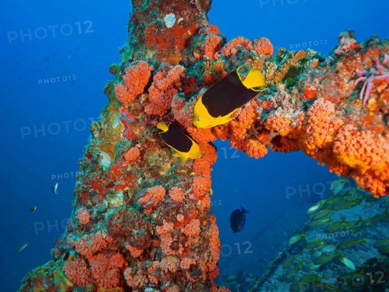 Bright orange corals, orange cup coral (Tubastraea coccinea), with tropical fish, tricolour angelfish (Holacanthus tricolor), in clear blue water. Wreck of the USS Spiegel Grove, dive site John Pennekamp Coral Reef State Park, Key Largo, Florida Keys, Florida, USA, North America