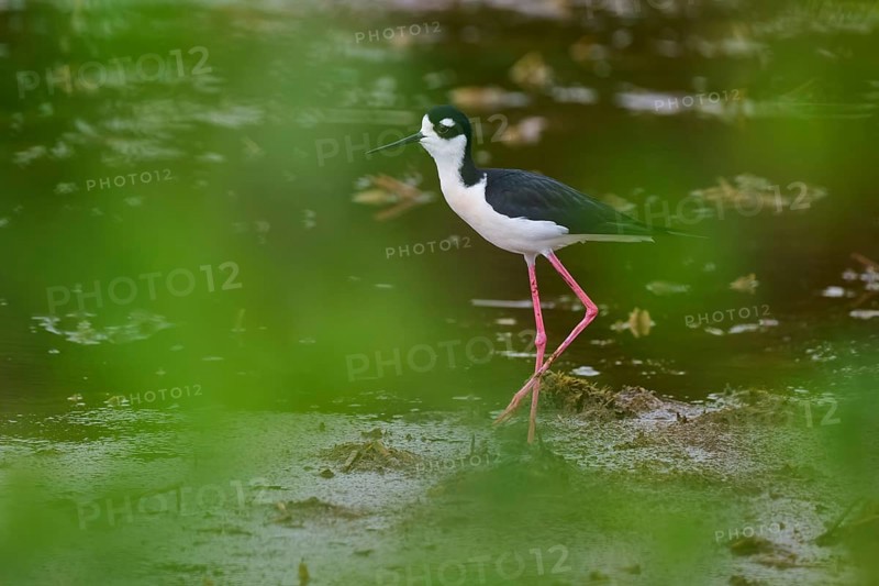 Black-necked Stilt (Himantopus mexicanus), Wakodahatchee Wetlands, Delray Beach, Florida, USA, North America