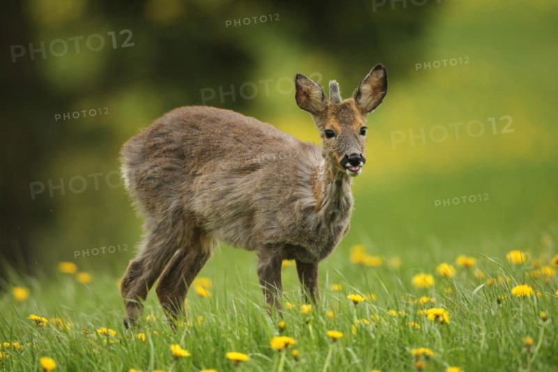 European roe deer (Capreolus capreolus) fawn with a short basal spike in common dandelion (Taraxacum) Allgäu, Bavaria, Germany, Europe
