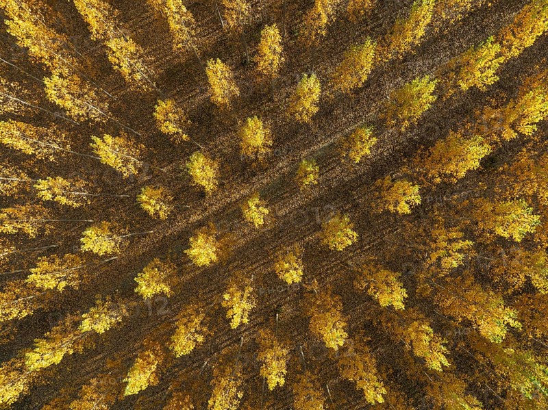 European Aspen (Populus tremula) in autumnal colours. Cultivated for timber. Aerial view. Drone shot. Granada province, Andalusia, Spain, Europe