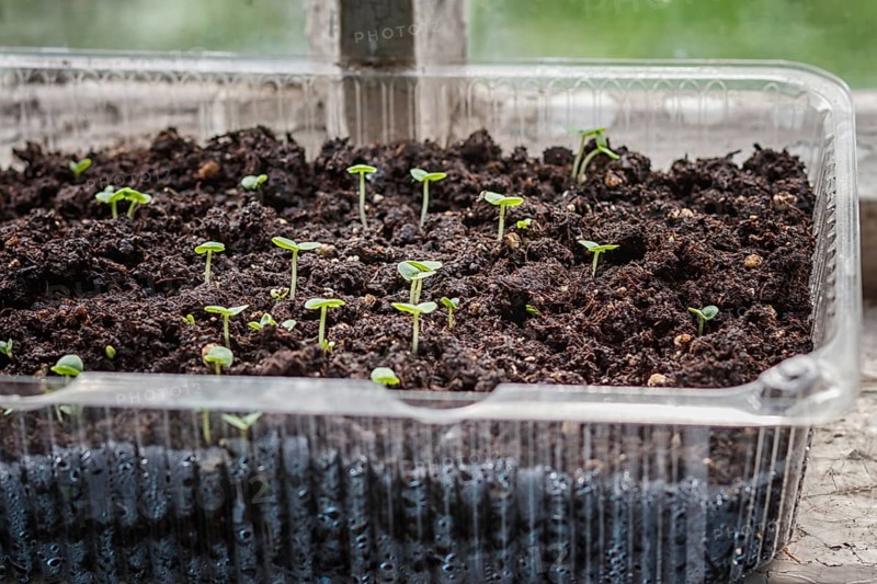 Seedlings in a plastic container on a windowsill