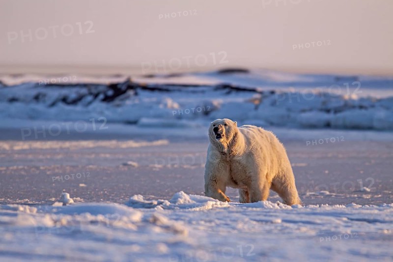 Polar bears (Ursus maritimus), mother polar bear running excitedly in the snow, evening light, Kaktovik, Arctic National Wildlife Refuge, Alaska, USA, North America
