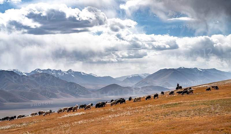 Flock of sheep and riders on a plateau, Ak Shyrak Mountains, near Kumtor, Kara-Say, Tian Shan, Kyrgyzstan, Asia