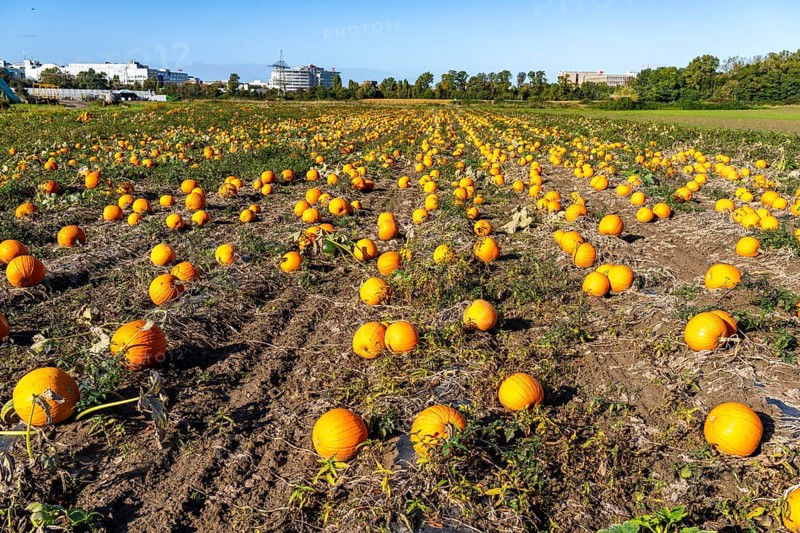Pumpkin field, ripe pumpkins, shortly in front of harvest, near Neuss, North Rhine-Westphalia, Germany, Europe