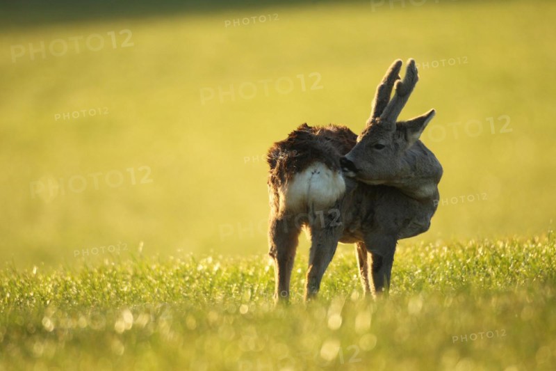 European roe deer (Capreolus capreolus) buck with velvet horns and winter coat in the morning light, Allgäu, Bavaria, Germany, Europe