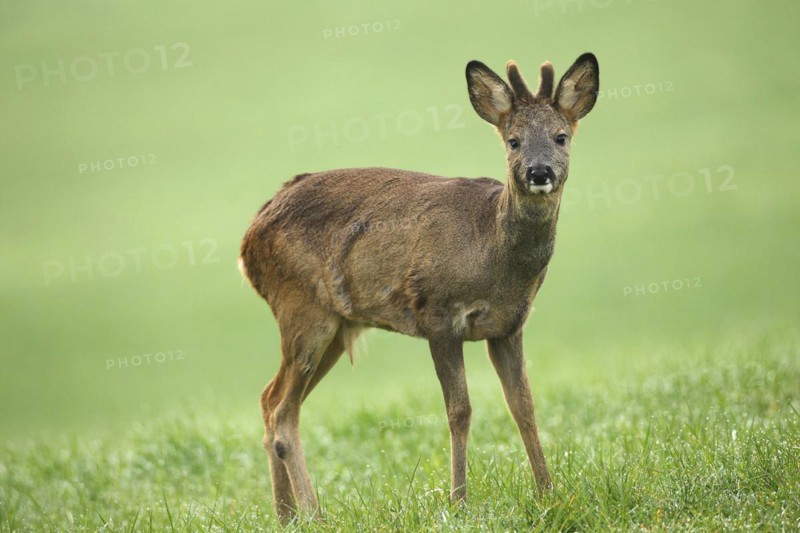 European roe deer (Capreolus capreolus) fawn in winter coat and short bast horns with eye injury on the meadow, right eye cloudy, Allgäu, Bavaria, Germany, Europe