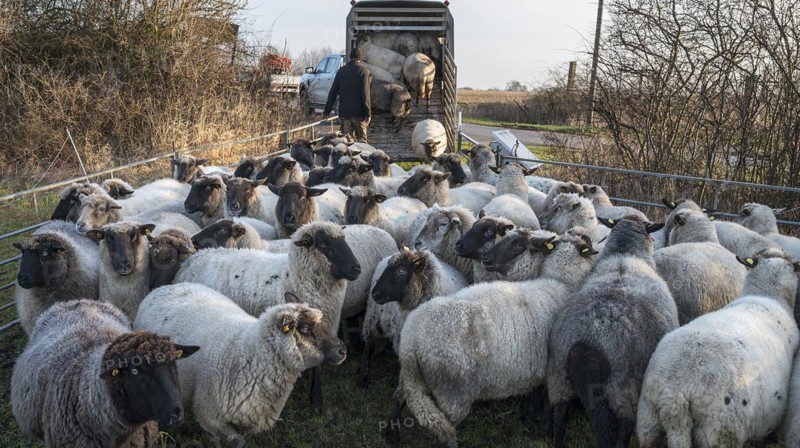 Black-headed domestic sheep (Ovis gmelini aries) being loaded onto a double-decker cattle trailer, Mecklenburg-Western Pomerania, Germany, Europe