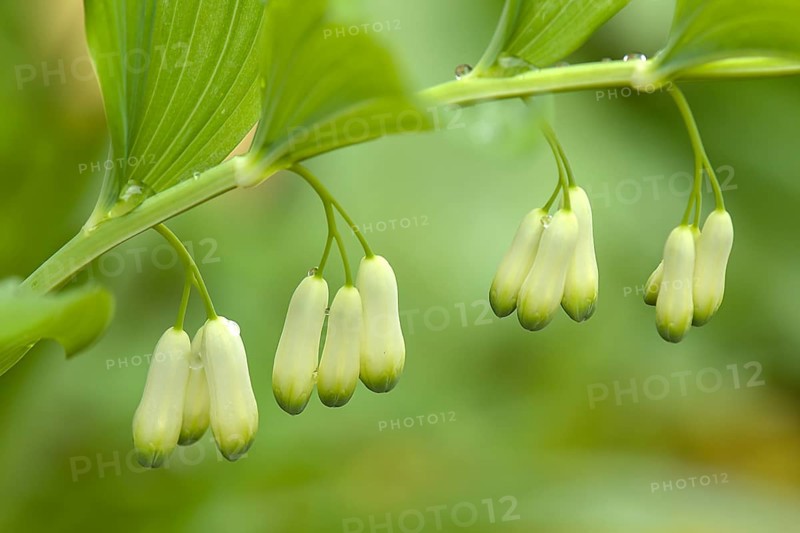 Flowers of a solomon's seal (Polygonatum multiflorum) with raindrops, Bavaria, Germany, Europe