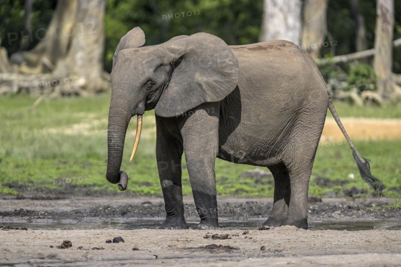 African forest elephant (Loxodonta cyclotis) in the Dzanga Bai forest clearing, Dzanga-Ndoki National Park, Unesco World Heritage Site, Dzanga-Sangha Complex of Protected Areas (DSPAC), Sangha-Mbaéré Prefecture, Central African Republic, Africa