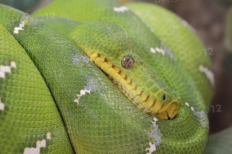Emerald green tree boa (Corallus caninus), captive, occurrence in South America