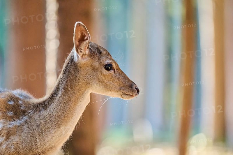 European fallow deer (Dama dama) youngster, portrait, in a forest, Bavaria, Germany, Europe