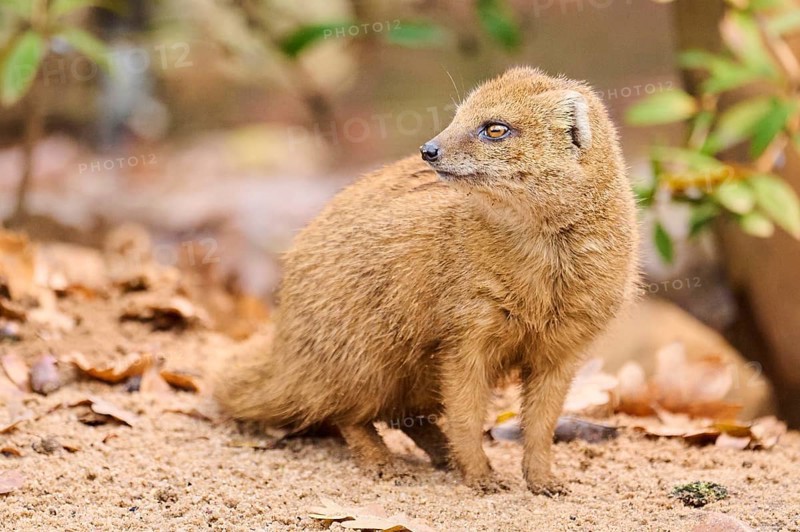 Ethiopian dwarf mongoose (Helogale hirtula) sitting on the ground, Bavaria, Germany, Europe