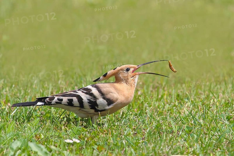 Hoopoe (Upupa epops) standing in the grass, griffon with beak throwing up and catching, wildlife, animals, birds, migratory bird, Siegerland, North Rhine-Westphalia, Germany, Europe