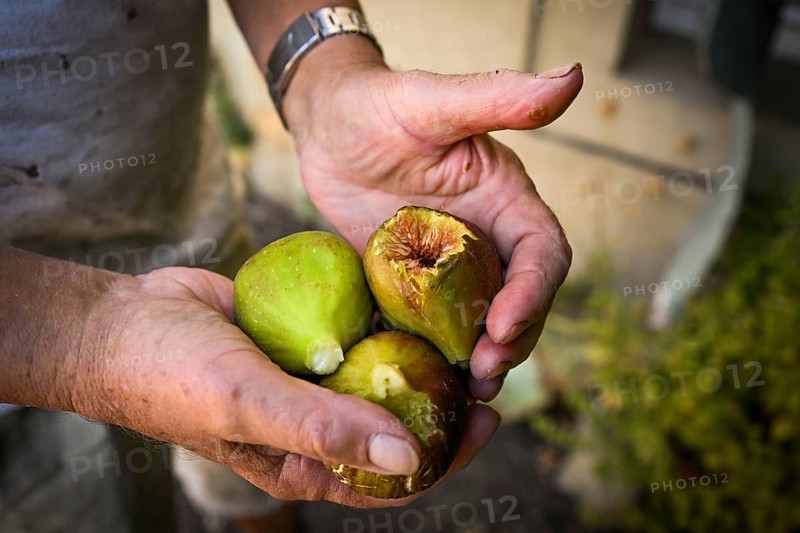 Man holding freshly harvested figs in his right hand, Baden-Württemberg, Germany, Europe