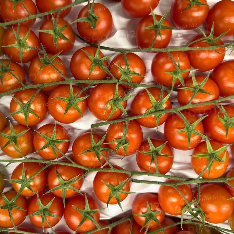 Ripe red vine tomatoes with green stalks in display of greengrocer grocery shop grocery store grocer supermarket, Germany, Europe