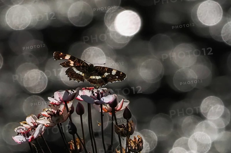 A map butterfly (Araschnia levana) approaching pink flowers, sparkling background, Hesse, Germany, Europe