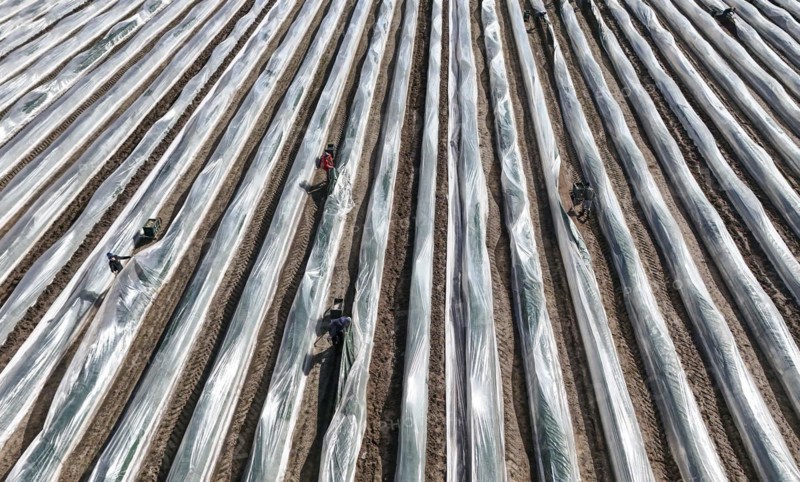 The first asparagus is harvested from a foil-covered asparagus field, Beelitz, 26/03/2024
