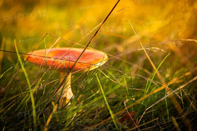Autumn in the Gebergrund near Rippien. The fly agaric, also known as the red fly agaric, is a poisonous species of mushroom from the family of the beadle relatives. The fruiting bodies appear in Central Europe from June to the beginning of winter, mainly from July to October. Rippien, Saxony, Germany, Europe