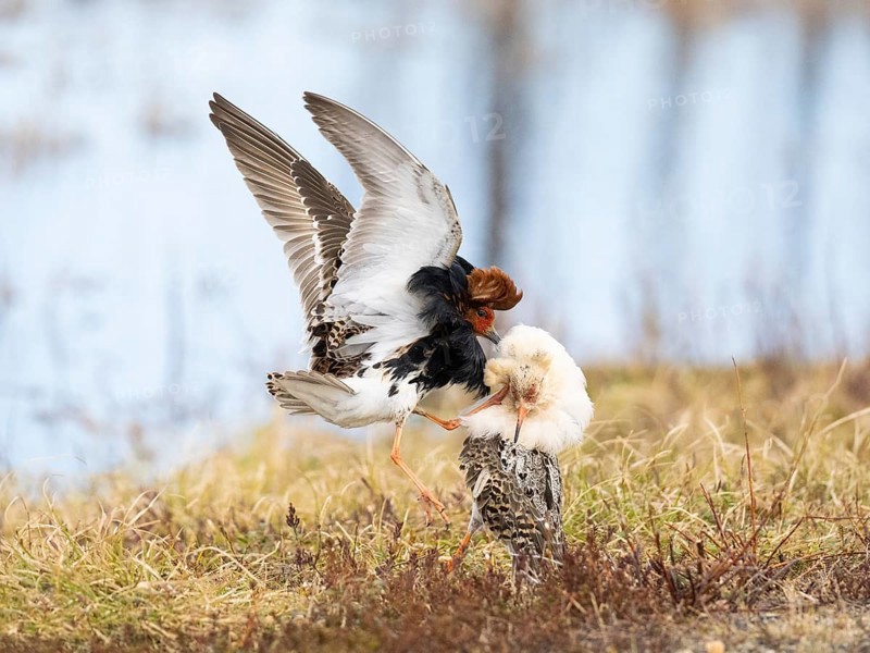 Ruff (Calidris pugnax) two males in breeding plumage at lek, fighting over female, Pokka, Finnish Lapland