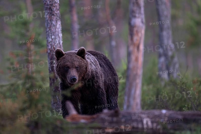 Brown bear (Ursus arctos) in the Finnish taiga, Kuusamo, Finland, Europe