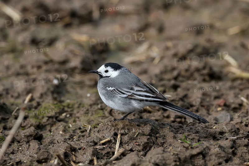 Grevenbroich, North Rhine-Westphalia, Germany, The white wagtail is a species of songbird in the wagtail and pipit family. It stands out due to its high-contrast, black-white-grey plumage and the bobbing tail typical of wagtails, Europe
