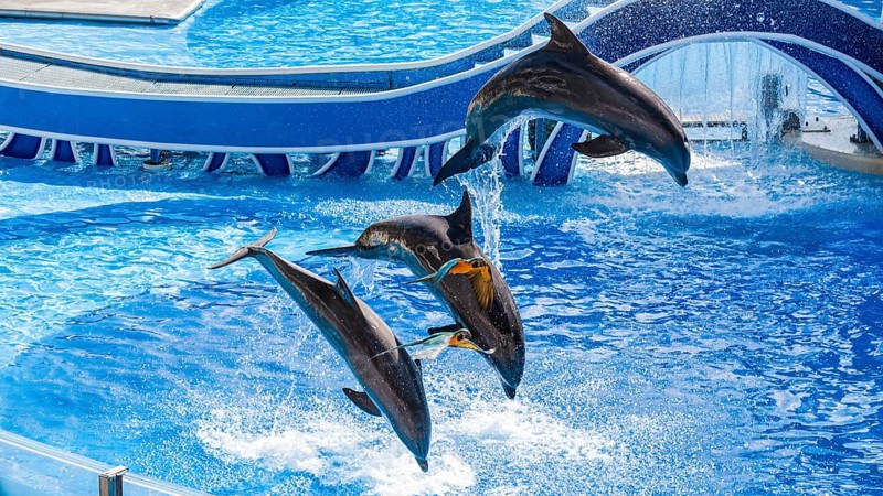 Parrots fly past jumping Bottle nosed dolphins performing a show at Sea World theme park in Orlando, Florida, USA, North America