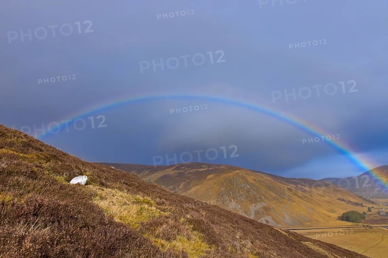 Rainbow and mountain hare, snow hare (Lepus timidus) in white winter pelage resting in the hills in late winter, Cairngorms National Park, Scotland, United Kingdom, Europe