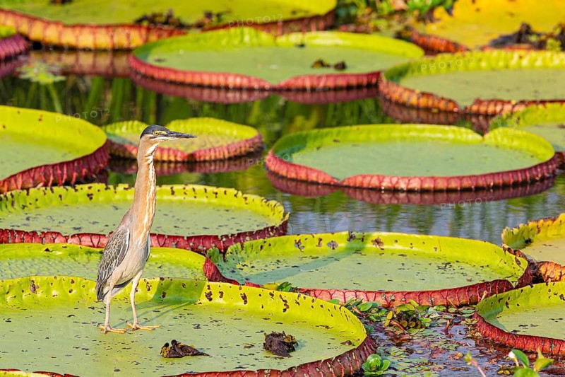 Mongrove Heron (Butorides striatus) Pantanal Brazil