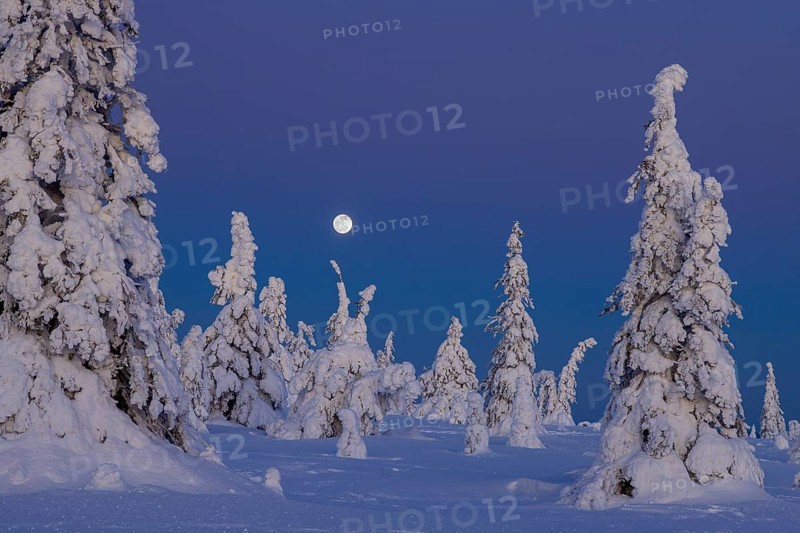 Tykky forest, snow covered spruce trees on the taiga at full moon in winter, Riisitunturi National Park, Finnish Lapland, Posio, Koillismaa, Finland, Europe