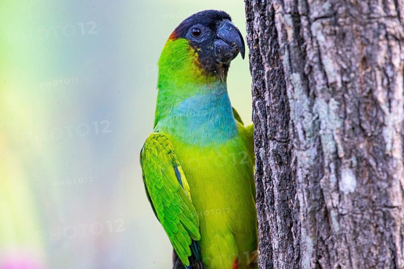 Nanday parakeet (Aratinga nanday) Pantanal Brazil