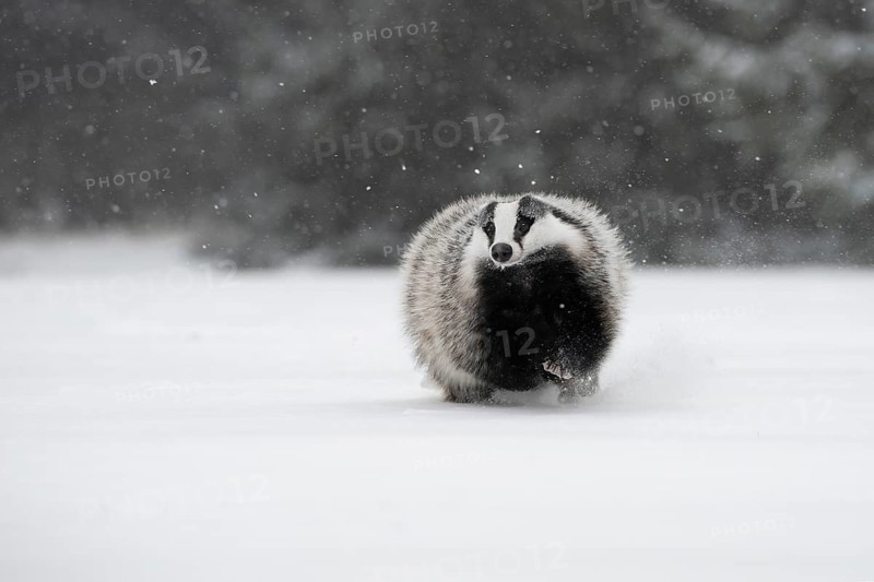 Badger in the snow, Wittlich, Rhineland-Palatinate, Germany, Europe