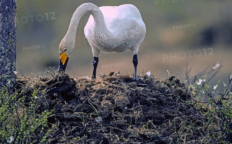 Whooper swan. Cygnus cygnus. Whooper swan adding vegetation to the nest. Kuusamo area. Finland