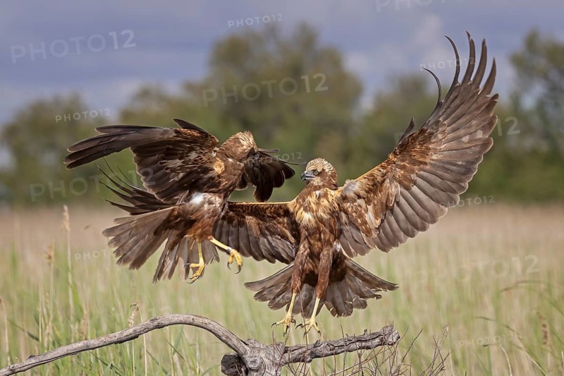 Marsh harrier (Circus aeruginosus) medium-sized bird of prey, female, hunting in reeds, on the hunt, looking for prey, foraging, defending own territory, flying, wingspan, Toledo, Spain, Europe