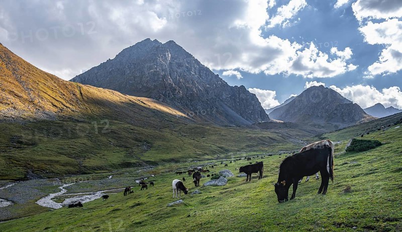 Cows in a mountain valley in the Tien Shan Mountains, near Altyn Arashan, Kyrgyzstan, Asia