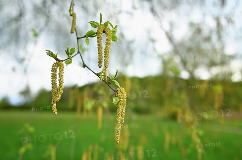 Common hazel (Corylus avellana), close-up of male catkins, Switzerland, Europe